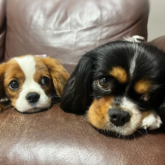 【11/1(土)】キャバリアDay(10:30-14:30)【コインパーキング】