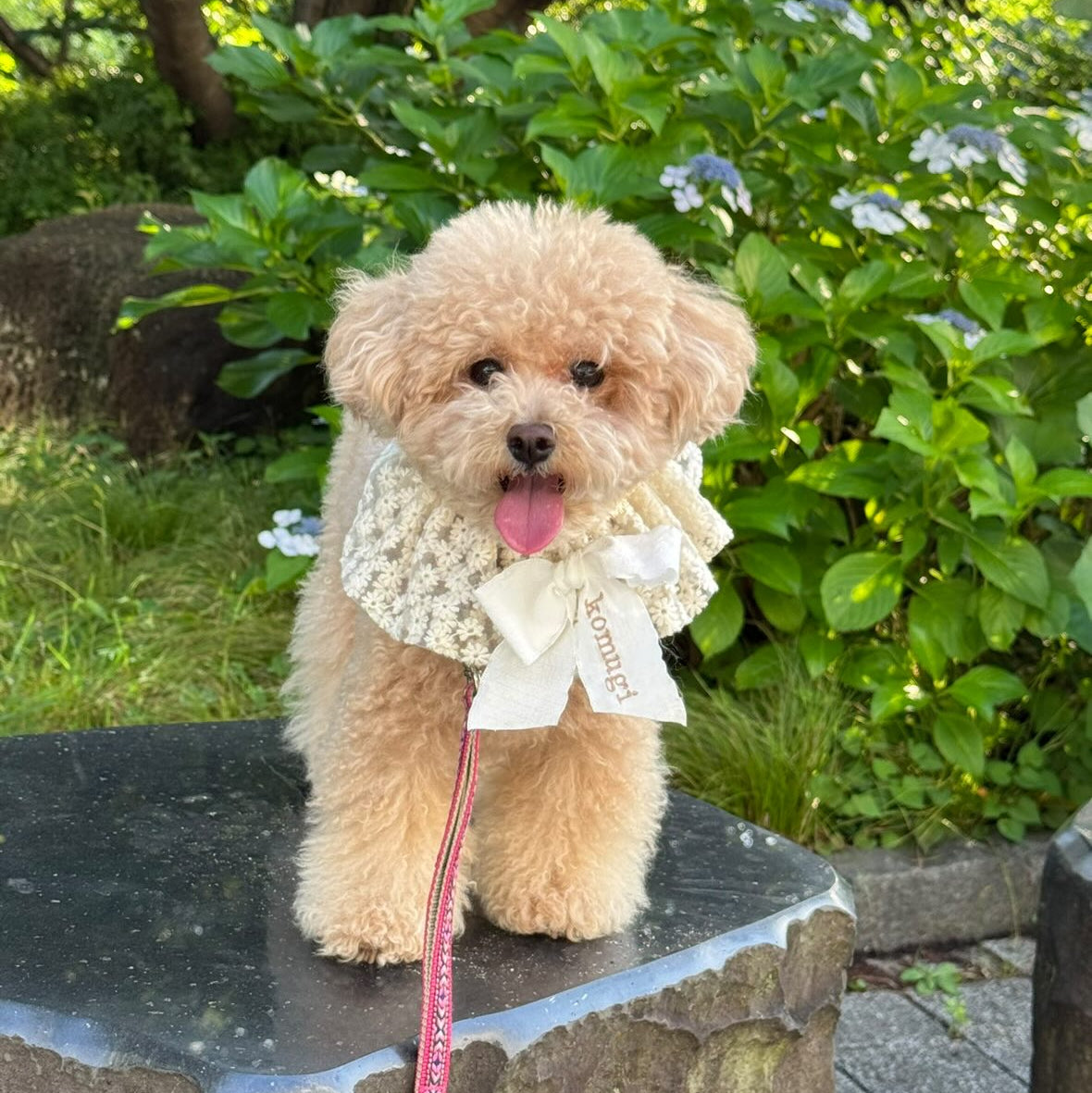 【11/30(日)】マルプーDay(10:30-14:30)【敷地内駐車場確保】