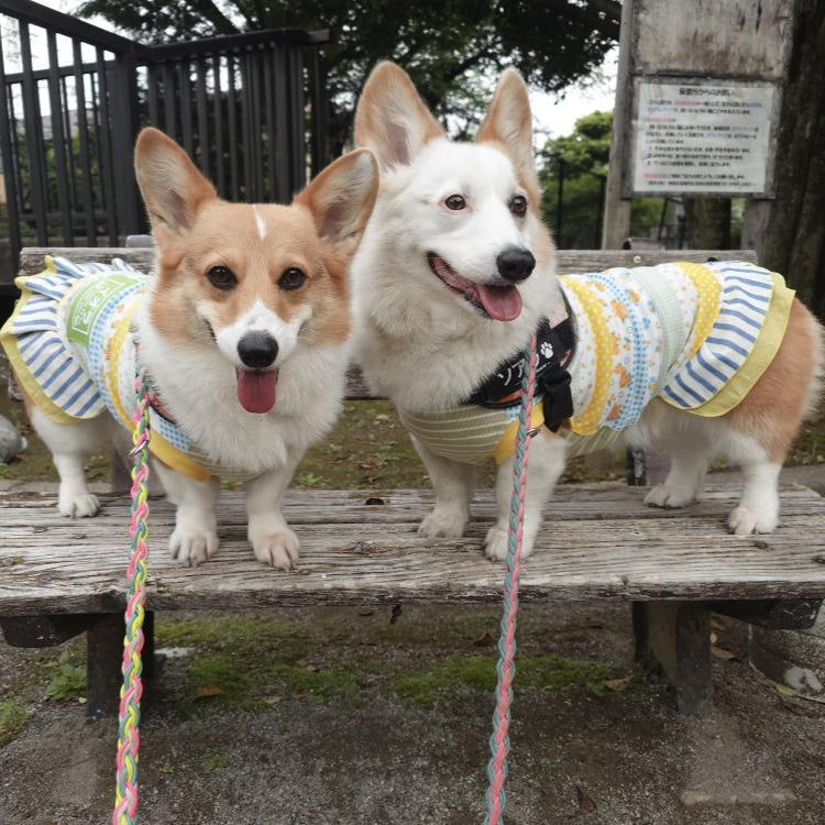 【12/27(土)】コーギーDay(10:30-14:30)【敷地内駐車場確保】