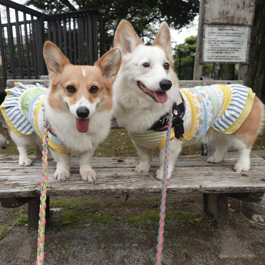 【12/27(土)】コーギーDay(10:30-14:30)【敷地内駐車場確保】