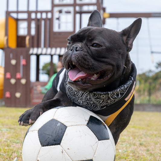 【平日】ドッグラン時間貸し(2時間)