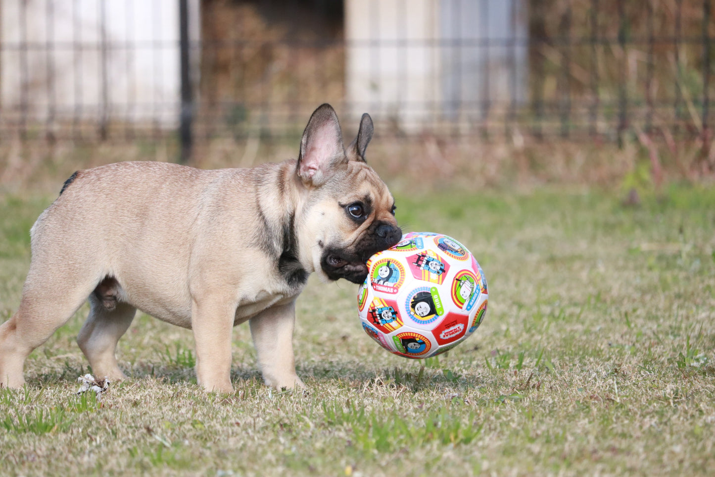 ドッグラン利用 Kisarazu Houseメンバーシップ(マンスリーのサブスク)