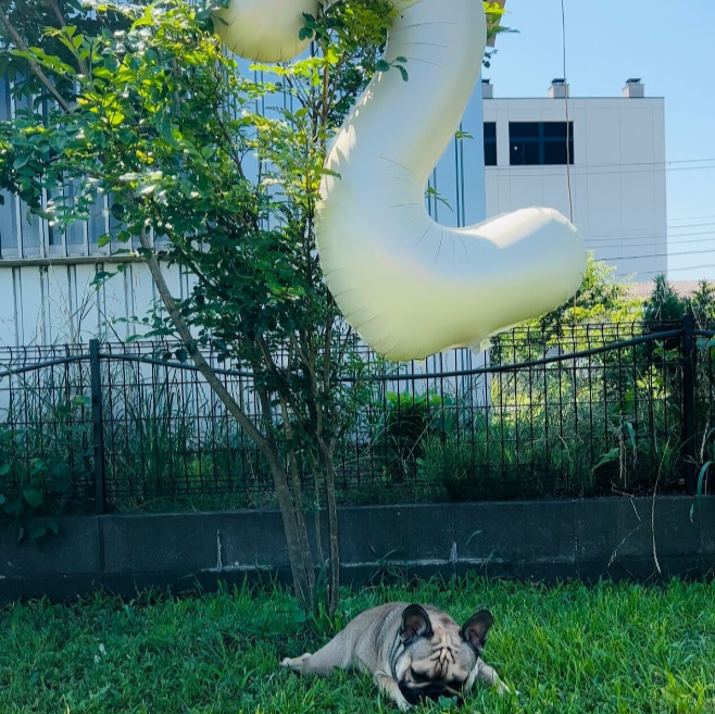 【バースデー】フォトブース無料&お誕生日のワンちゃん無料