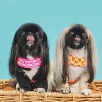 【12/7(日)】ペキニーズDay（10:30-14:30）【コインパーキング】