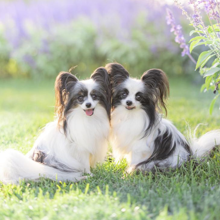 【11/23(日)】パピヨンDay（10:30-14:30）【コインパーキング】