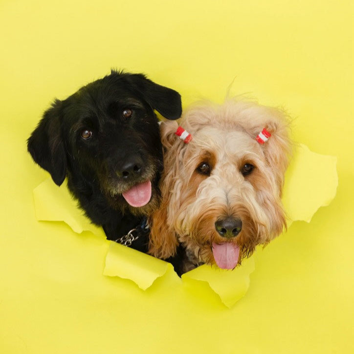 【11/16(日)】WドゥードルDay（10:30-14:30）【敷地内駐車場確保】