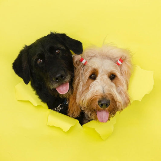 【11/16(日)】WドゥードルDay（10:30-14:30）【敷地内駐車場確保】