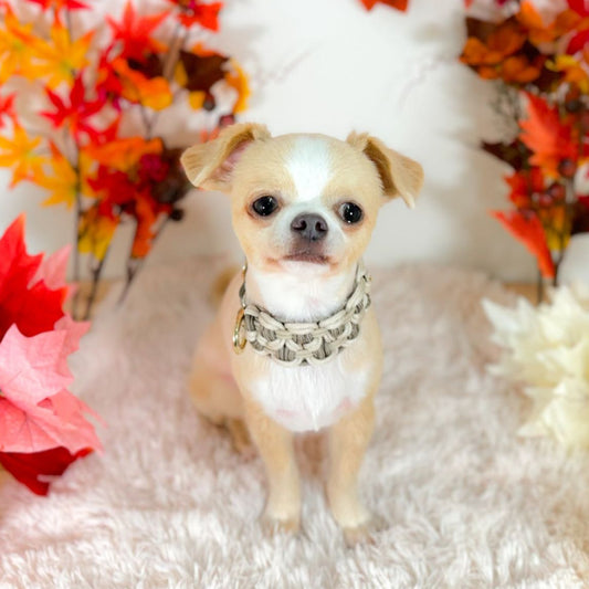 【11/9(日)】 チワワDay（10:30-14:30）【コインパーキング】