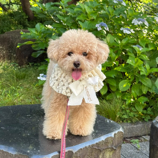 【11/30(日)】マルプーDay（10:30-14:30）【敷地内駐車場確保】