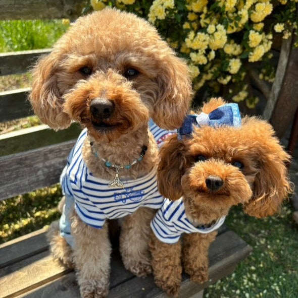 【11/22(土)】トイプーDay（10:30-14:30）【コインパーキング】