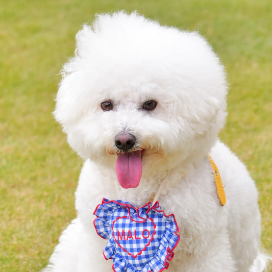 【1/24(土)】ビションDay（10:30-14:30）【コインパーキング】