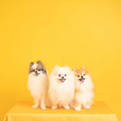 【2/21(土)】ポメラニアンDay（10:30-14:30）【コインパーキング】