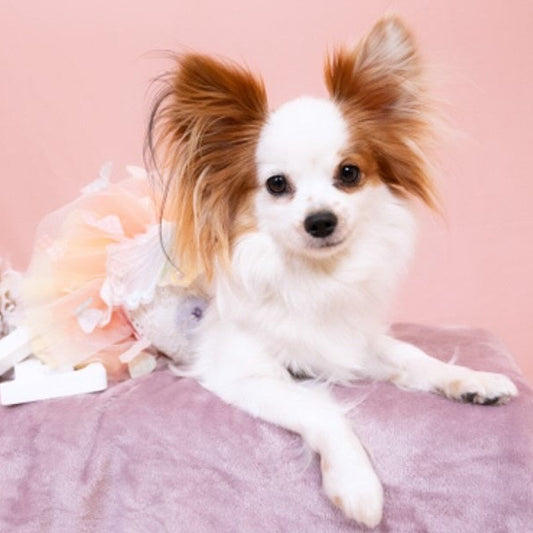 【2/15(日)】パピヨンDay（10:30-14:30）【コインパーキング】