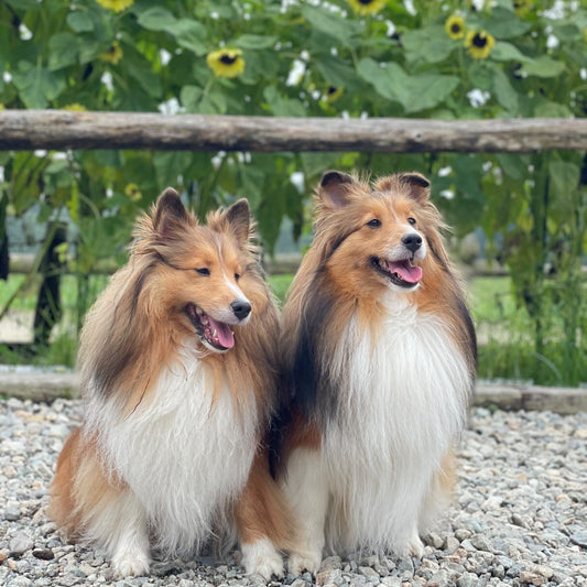 【2/14(土)】シェルティーDay（10:30-14:30）【敷地内駐車場確保】