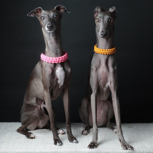 【2/8(日)】イタグレDay（10:30-14:30）【敷地内駐車場確保】